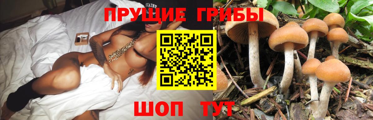 Галлюциногенные грибы Psilocybe  как найти   Горячий Ключ  Вход с VPN 